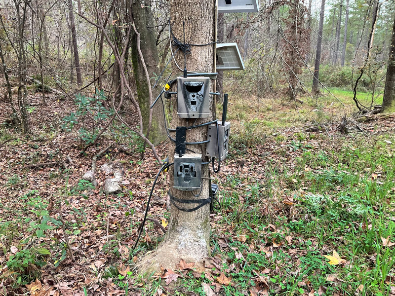 CameraTree.jpg